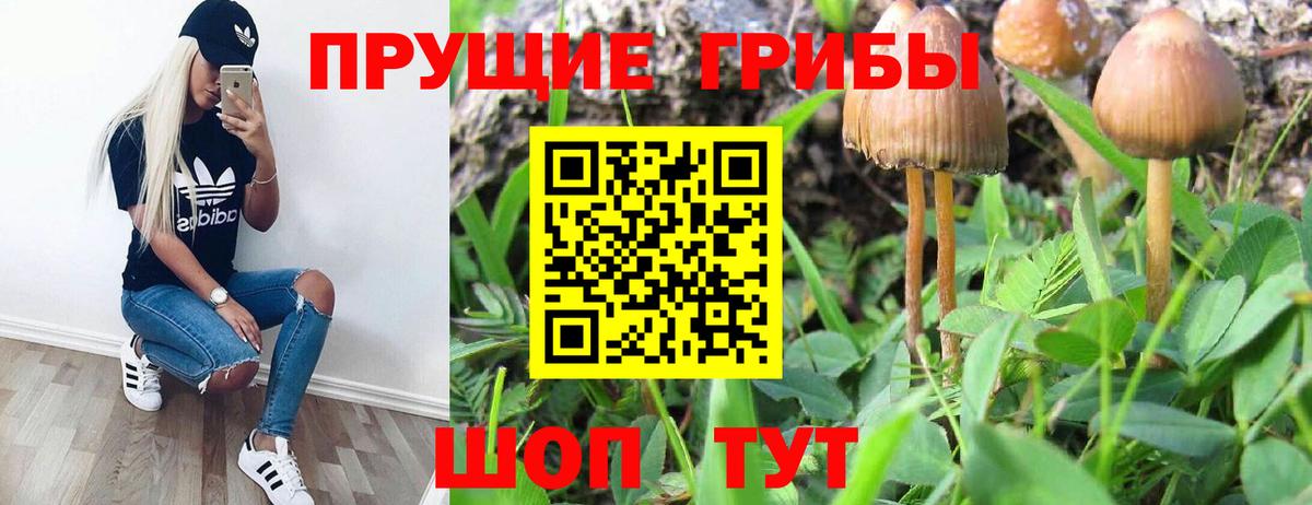Галлюциногенные грибы Psilocybe Усинск